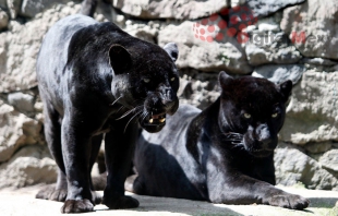 Promueve UAEM conservación de puma y jaguar en sur mexiquense
